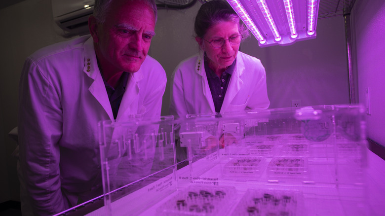 Researchers growing plants in lunar regolith