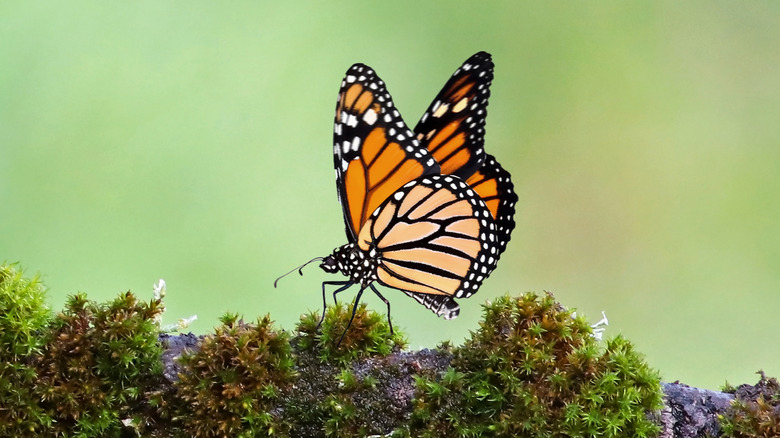 robin on branch with Monarch butterfly